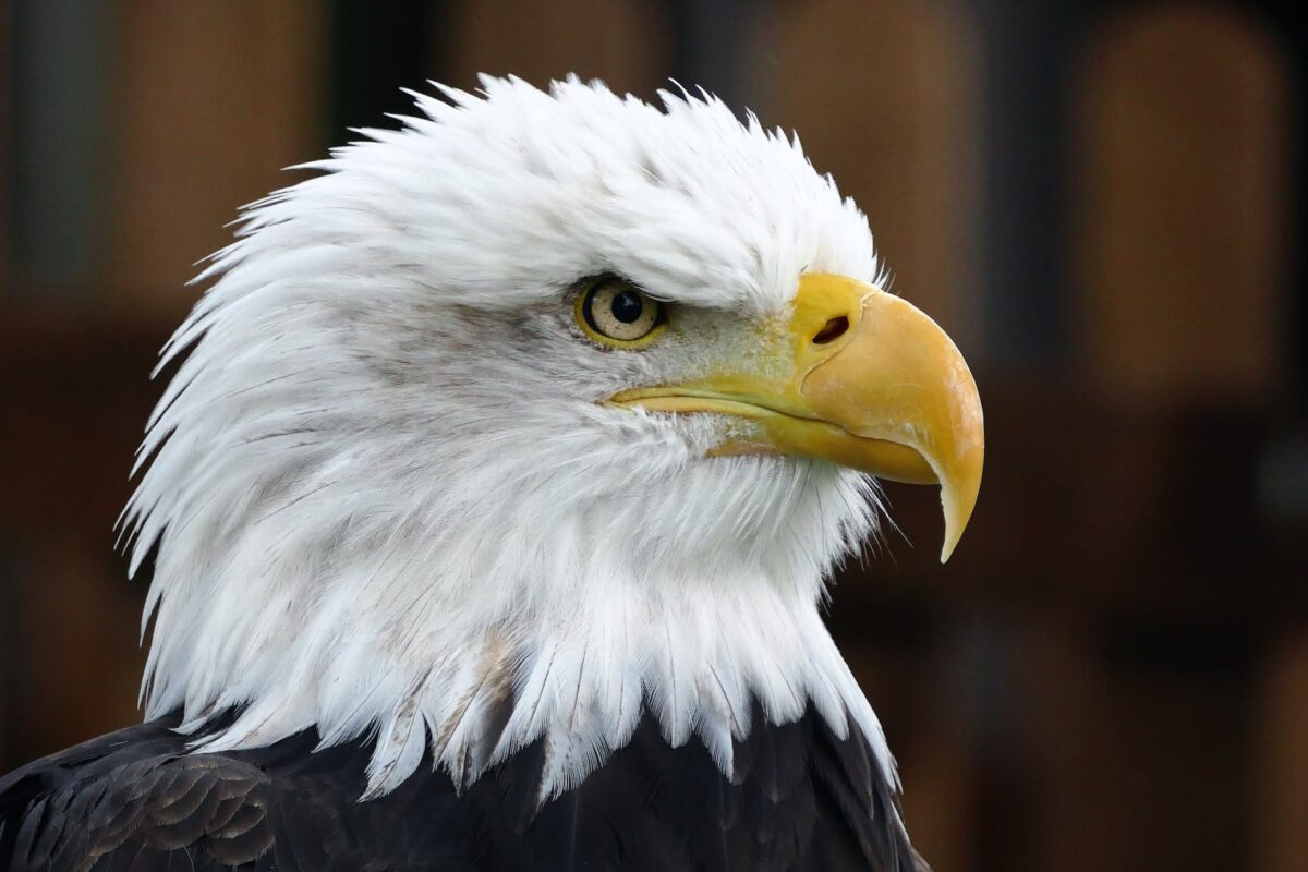 closeup photo of bald eagle